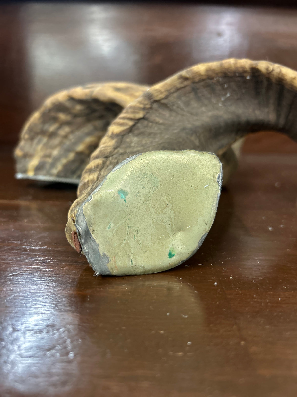 Pair of Decorative Ram Horns with Silver-Tone Accents – 12″ Long