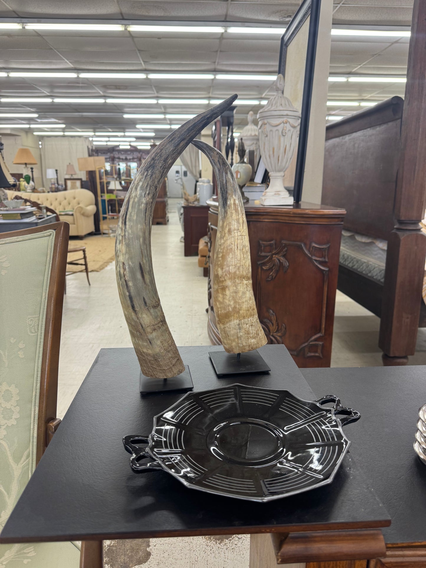 Decorative N'dama Horn
