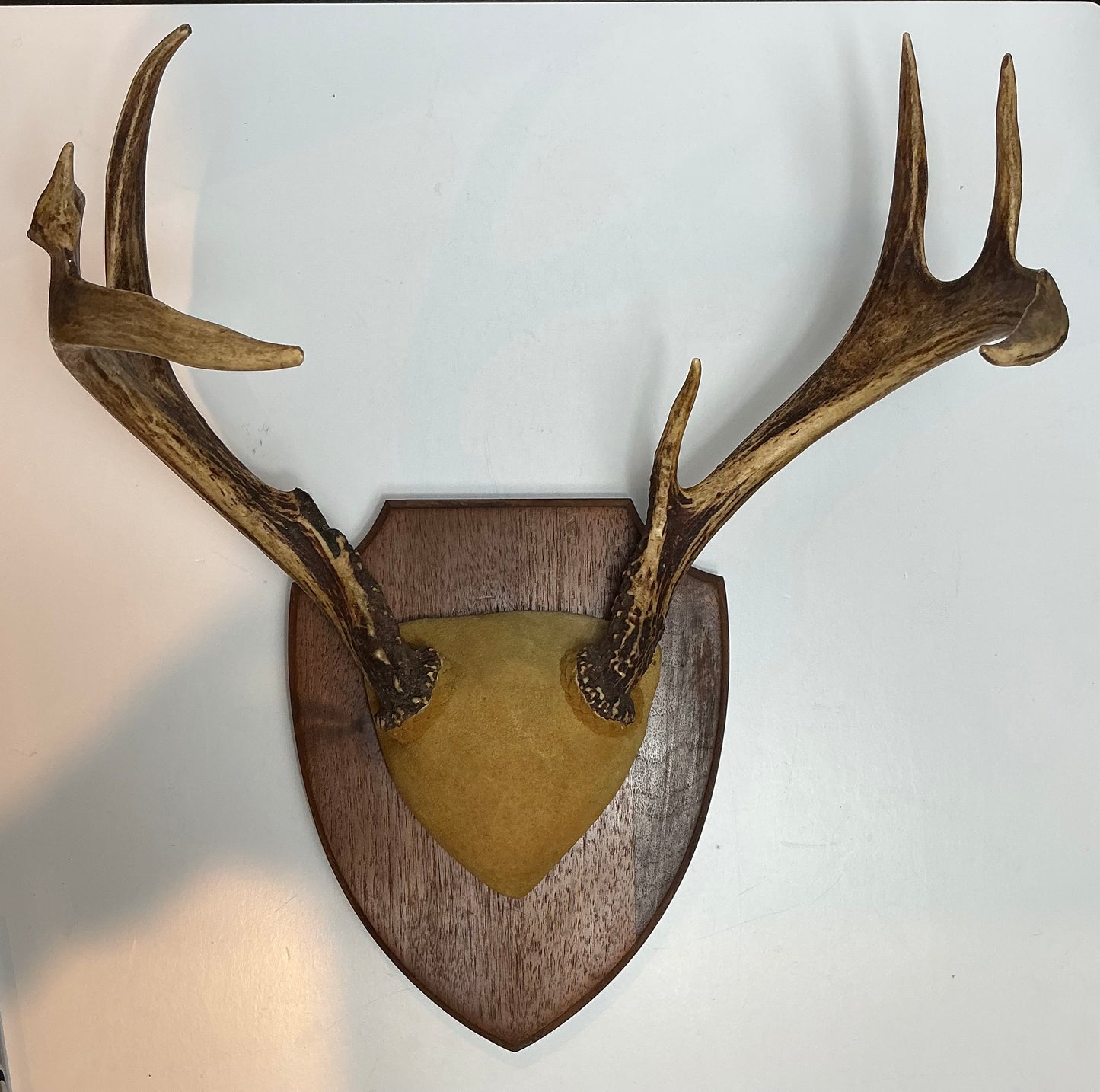 Vintage Mounted Deer Antlers on Wooden Plaque