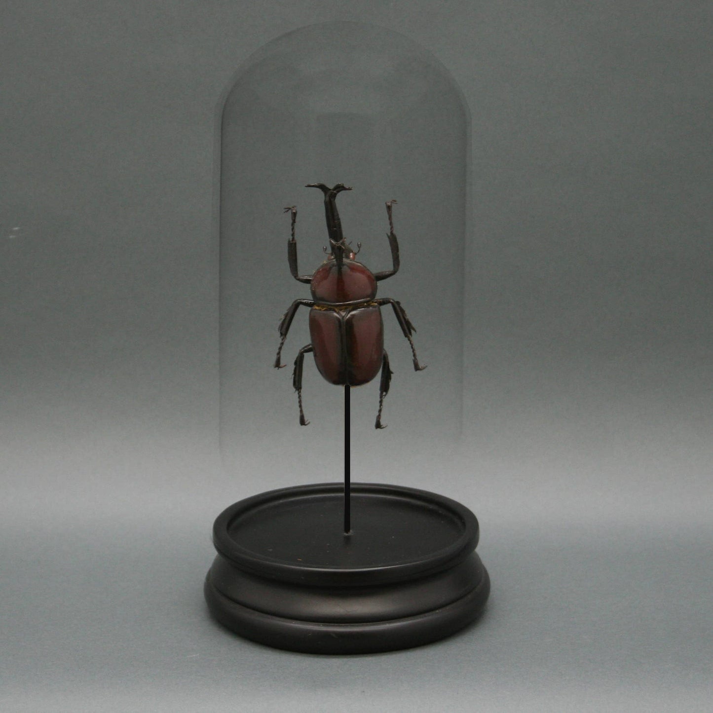 Rhinoceros Beetle Glass Cloche
