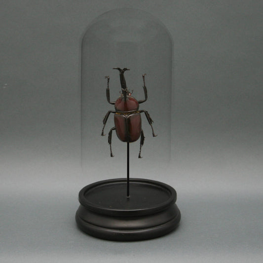 Rhinoceros Beetle Glass Cloche