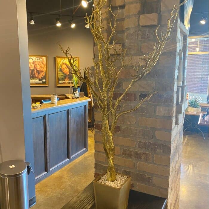 Manzanita Tree In Planter 4 ft