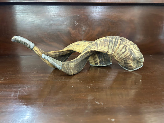 Pair of Decorative Ram Horns with Silver-Tone Accents – 12″ Long