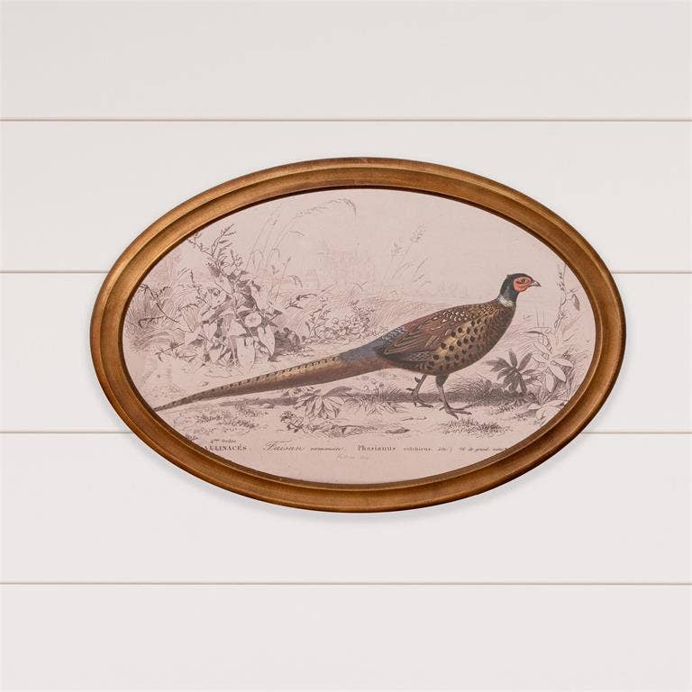 Framed Print - Pheasant