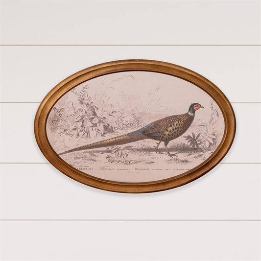Framed Print - Pheasant