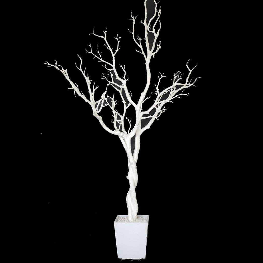 Manzanita Tree In Planter 4 ft