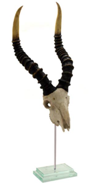 Natural Kudu Skull Double Step Glass Base
