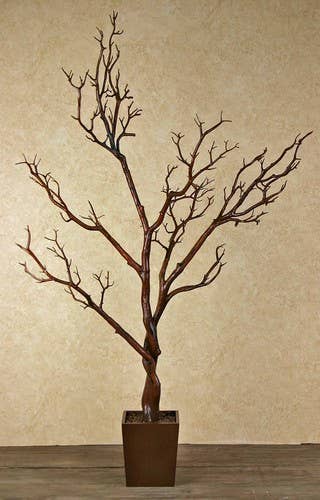 Manzanita Tree In Planter 4 ft