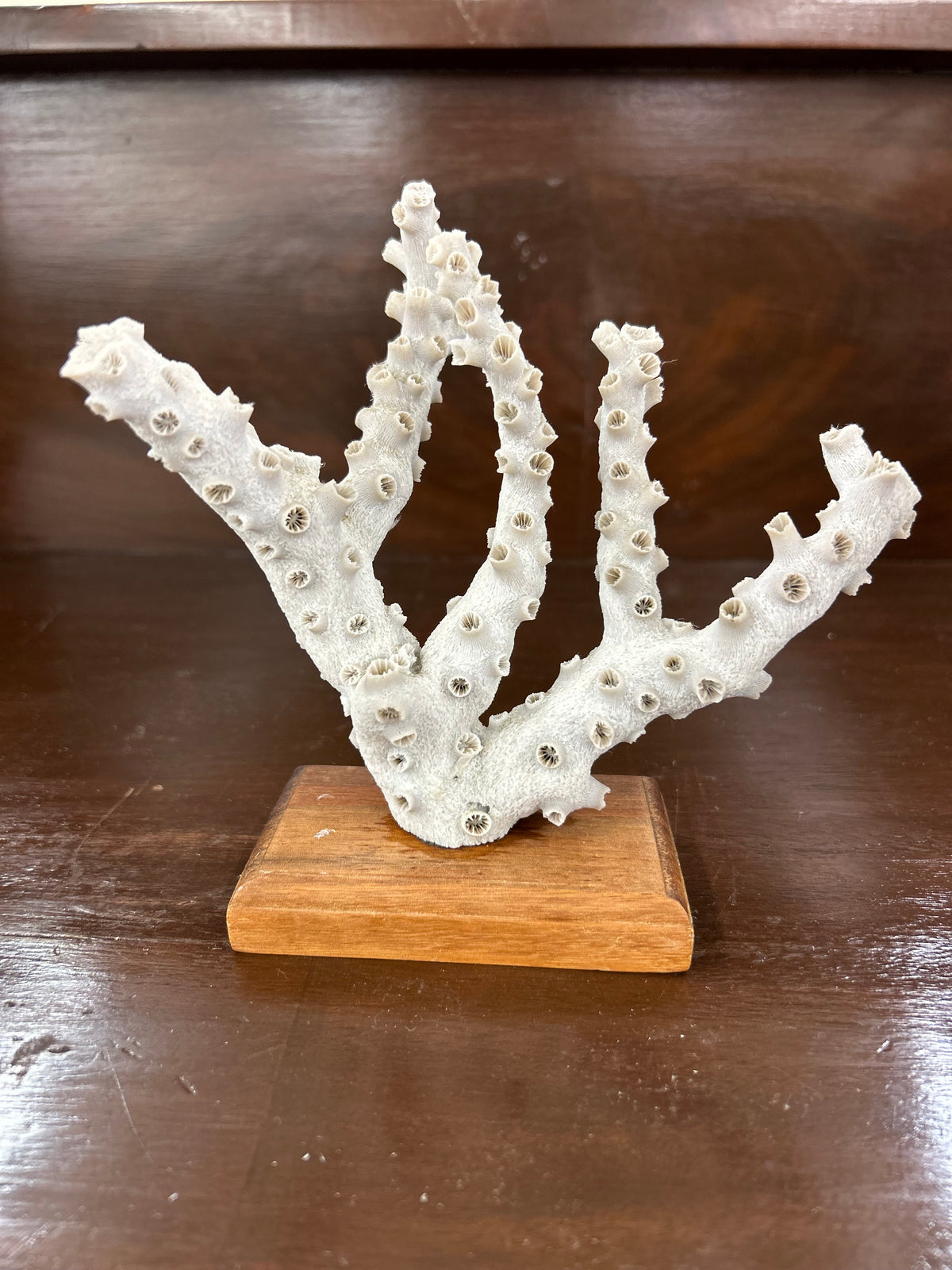 White Branching Coral on Wooden Pedestal