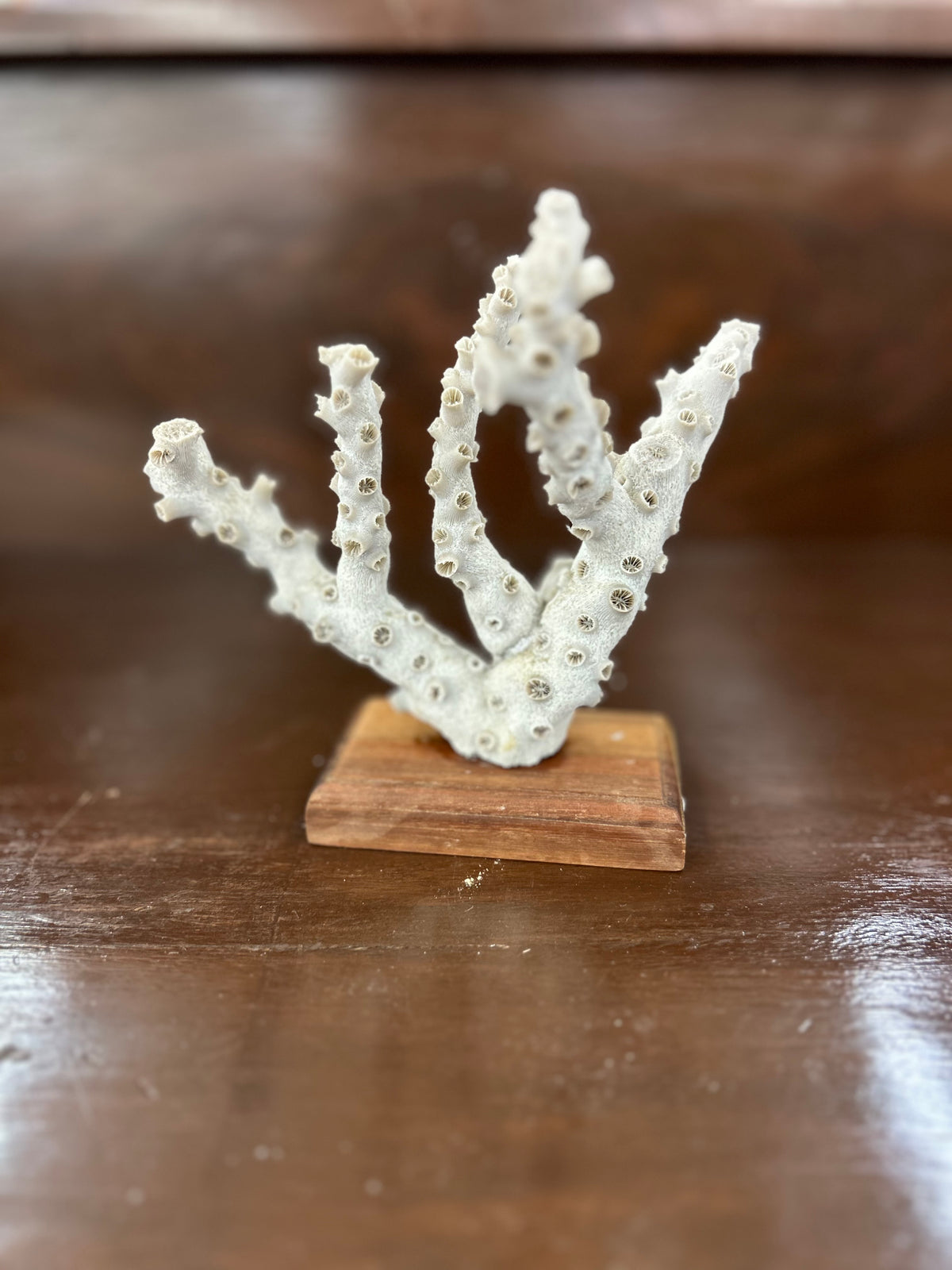 White Branching Coral on Wooden Pedestal