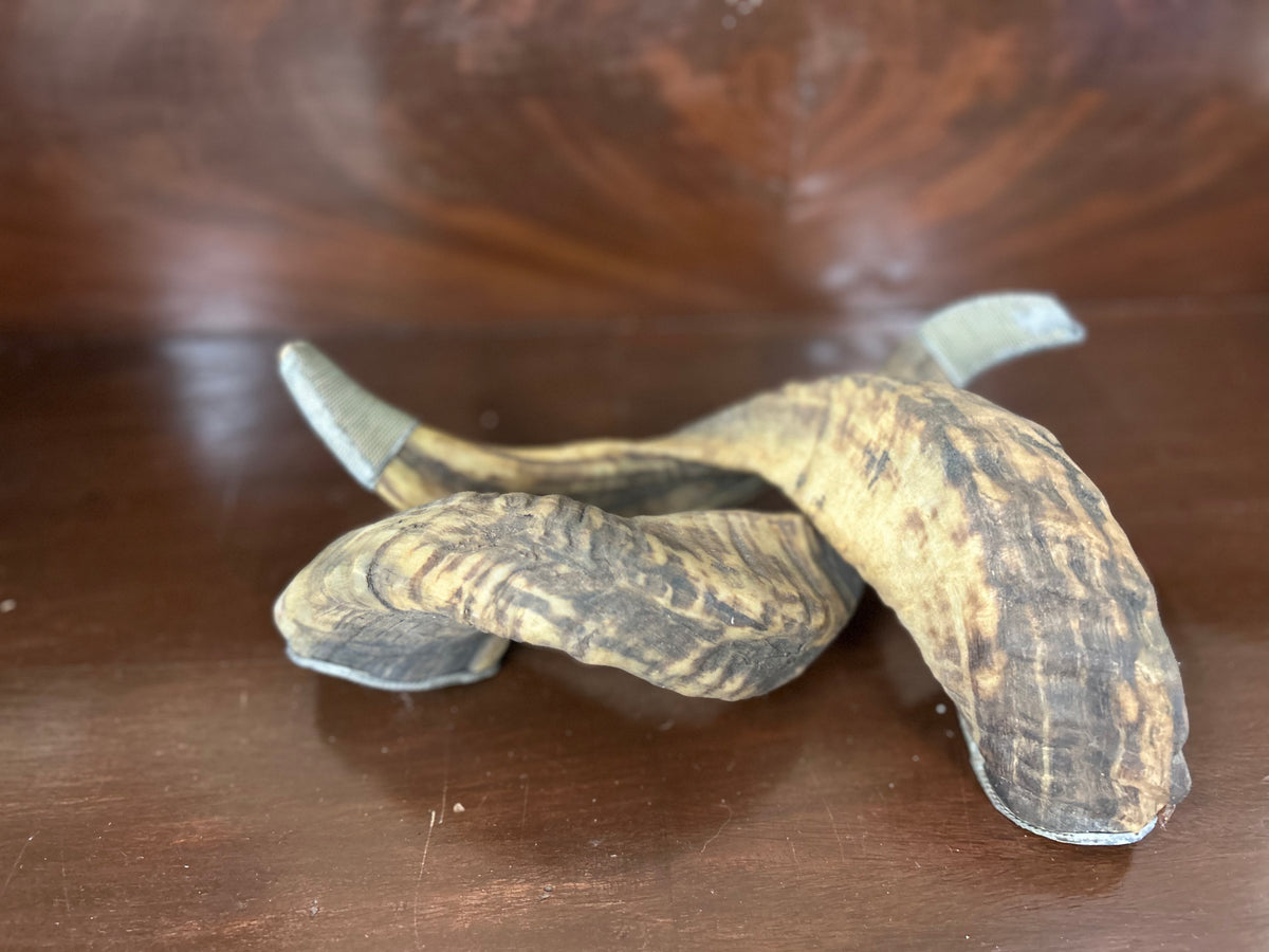 Pair of Decorative Ram Horns with Silver-Tone Accents – 12″ Long