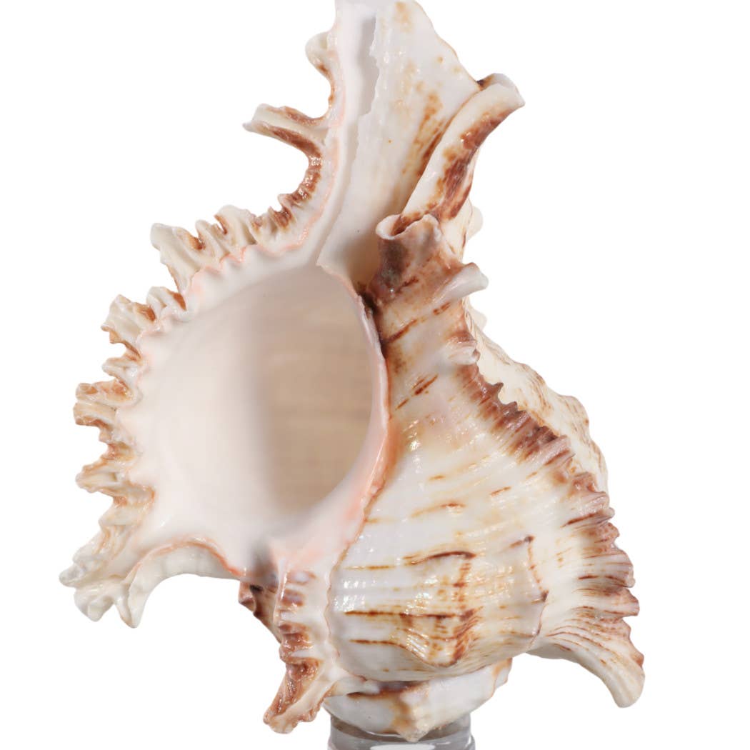 Sculpture - Ivory Shell on Clear Crystal Base, 8 in.