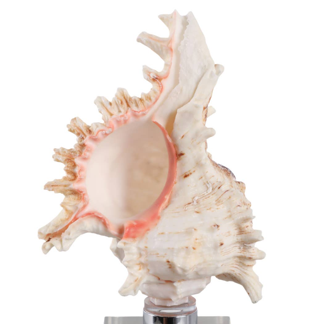 Sculpture - Ivory Shell on Clear Crystal Base, 10 in.