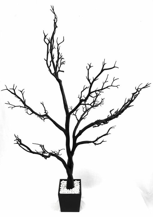 Manzanita Tree In Planter 4 ft