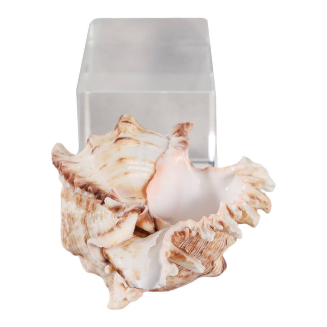 Sculpture - Ivory Shell on Clear Crystal Base, 8 in.